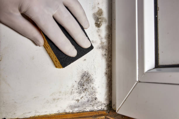 Mold Documentation for Insurance Claims in Azalea Park, FL